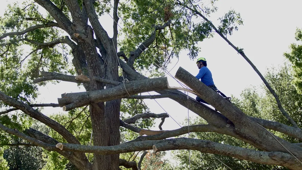 Professional Crown Thinning performed by certified arborists in Upper Falls